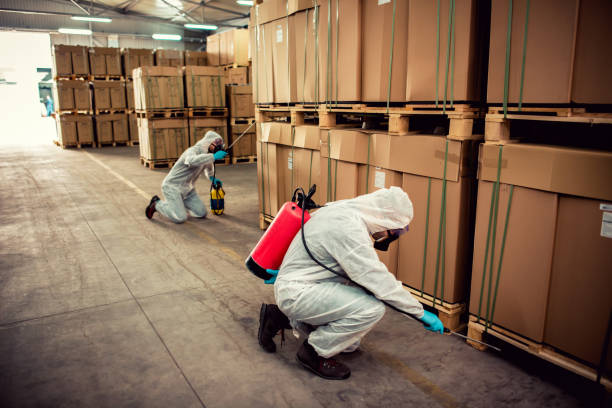 Best Rat Extermination Near Me  in Lynwood, IL