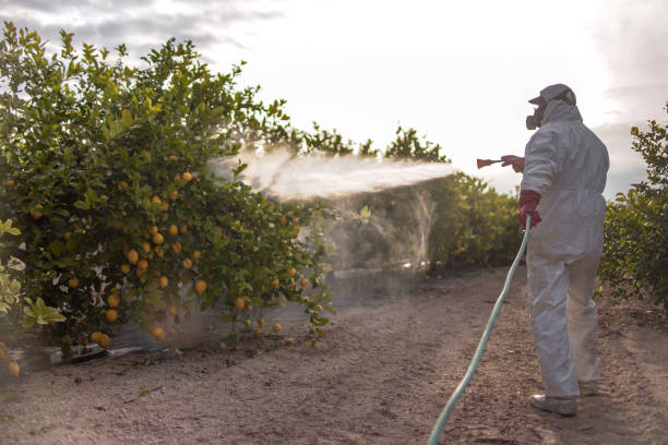 Best Pest Inspection Near Me  in Lynwood, IL
