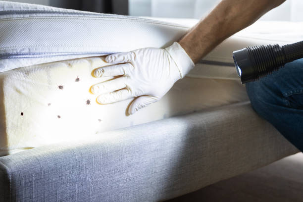 Best Insect Control  in Lynwood, IL