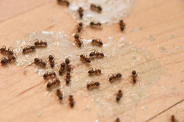Best Pest Control Near Me  in Lynwood, IL