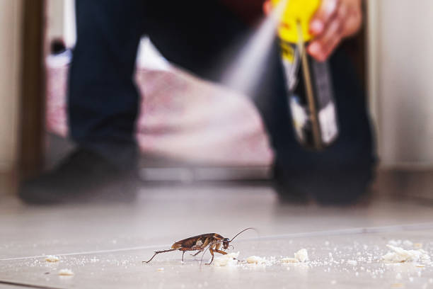 Best Local Pest Control Services  in Lynwood, IL